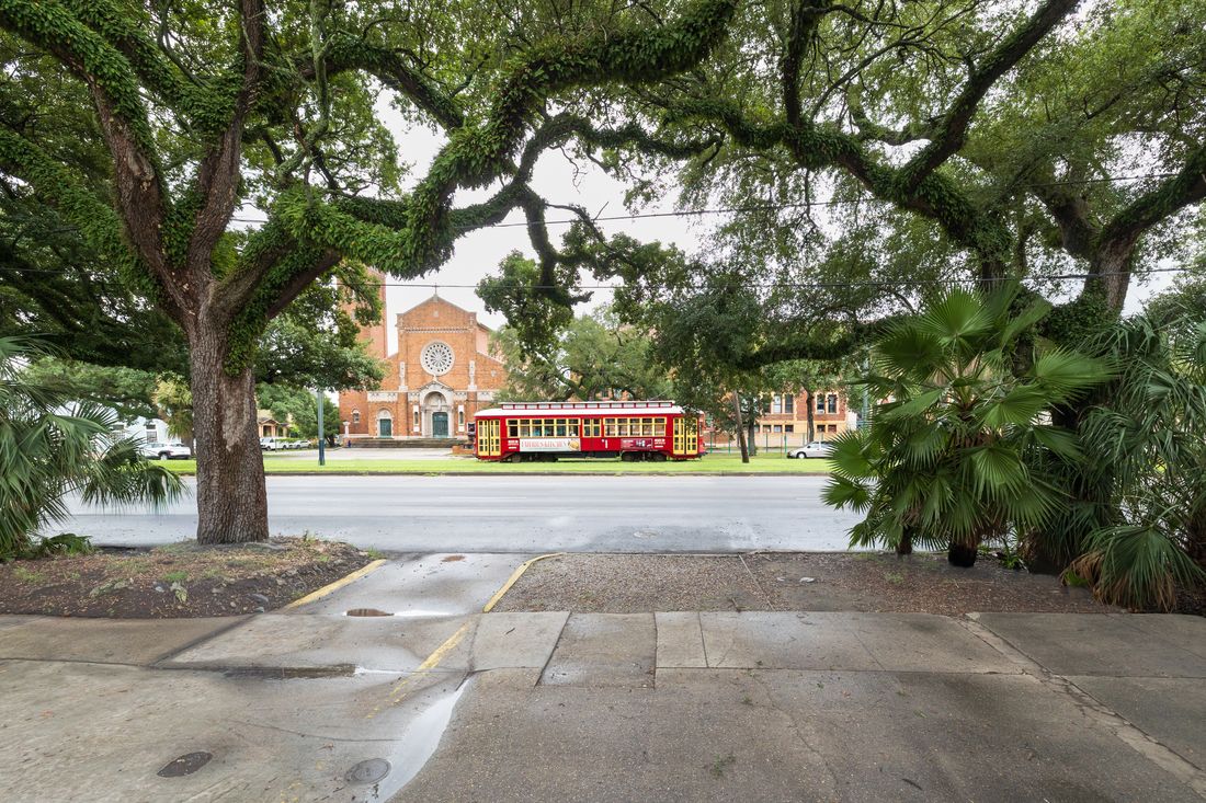 Live oaks along the Canal streetcar line